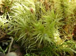 Attēlu rezultāti vaicājumam “Dicranum montanum sporophyte”