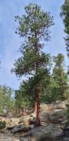Attēlu rezultāti vaicājumam “Pinus ponderosa”