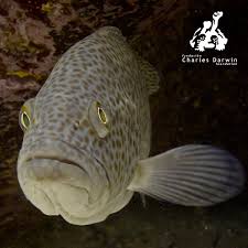 Image result for Mycteroperca olfax