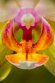 Attēlu rezultāti vaicājumam “Lamproderma violaceum macro”