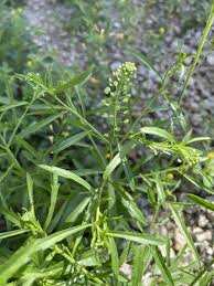 Attēlu rezultāti vaicājumam “Lepidium densiflorum fruit”