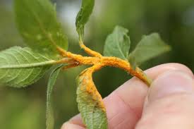 Attēlu rezultāti vaicājumam “Melampsora magnusiana”