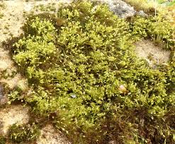 Attēlu rezultāti vaicājumam “Licea pusilla”