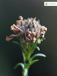 Attēlu rezultāti vaicājumam “Symphyotrichum x salignum flower”