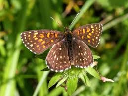 Attēlu rezultāti vaicājumam “Melitaea diamina”