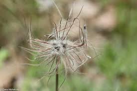 Attēlu rezultāti vaicājumam “Pulsatilla pratensis bud”