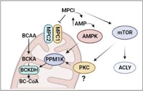 Image result for BCKA