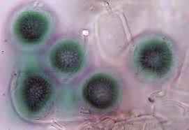 Attēlu rezultāti vaicājumam “Pachyphloeus melanoxanthus”