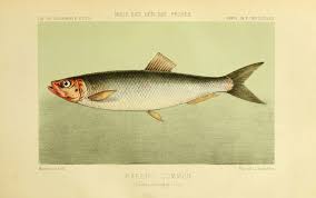 Image result for Clupea harengus