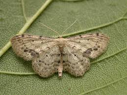 Attēlu rezultāti vaicājumam “Idaea biselata”