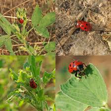 Attēlu rezultāti vaicājumam “Gonioctena”