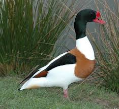 Attēlu rezultāti vaicājumam “Tadorna tadorna”