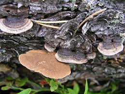 Attēlu rezultāti vaicājumam “Phellinus nigrolimitatus”