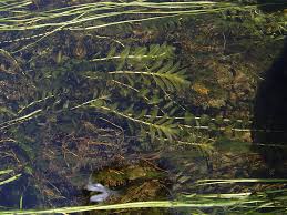 Attēlu rezultāti vaicājumam “Potamogeton perfoliatus flower”