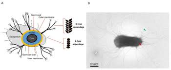 Attēlu rezultāti vaicājumam “Enteridium corticatum spores”