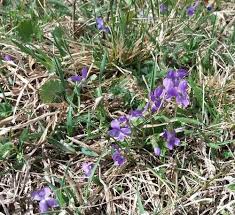 Attēlu rezultāti vaicājumam “Viola hirta leaf”