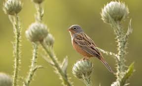 Image result for Emberiza caesia