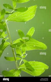 Attēlu rezultāti vaicājumam “Hypericum perforatum leaf”