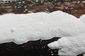 Attēlu rezultāti vaicājumam “Heterobasidion parviporum”