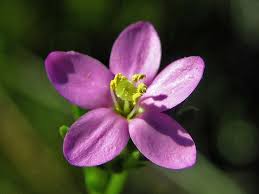 Attēlu rezultāti vaicājumam “Centaurium littorale leaf”