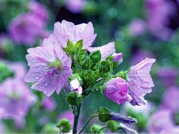 Image result for Malve