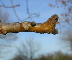Attēlu rezultāti vaicājumam “Juglans regia”