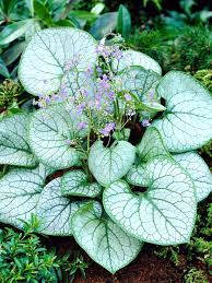 Image result for Brunnera `Jack Frost`