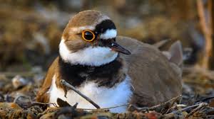 Attēlu rezultāti vaicājumam “Charadrius dubius adult”