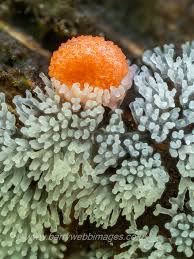 Attēlu rezultāti vaicājumam “Lycogala cf. fossiculatum macro”