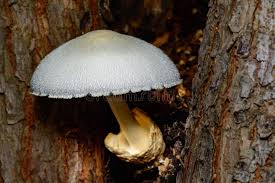 Attēlu rezultāti vaicājumam “Volvariella bombycina”