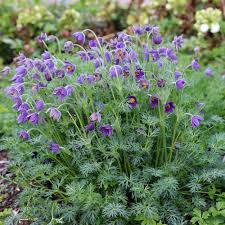 Image result for Pulsatilla