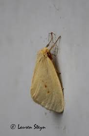 Attēlu rezultāti vaicājumam “Lymantriidae”