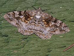 Attēlu rezultāti vaicājumam “Alcis repandata”