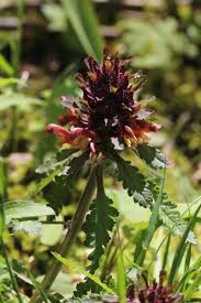 Attēlu rezultāti vaicājumam “Pedicularis palustris subsp. opsiantha”