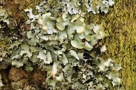 Attēlu rezultāti vaicājumam “Cetrelia olivetorum”