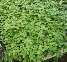 Attēlu rezultāti vaicājumam “Veronica beccabunga bud”