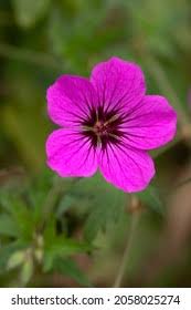 Image result for Geranium `Sandrine`