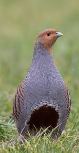 Attēlu rezultāti vaicājumam “Perdix perdix adult”