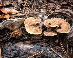 Attēlu rezultāti vaicājumam “Onnia triquetra”