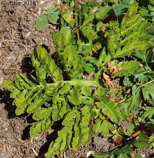 Attēlu rezultāti vaicājumam “Botrychium multifidum”