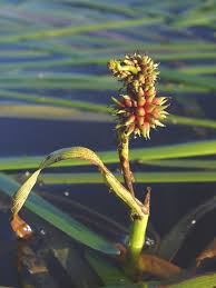 Attēlu rezultāti vaicājumam “Sparganium minimum leaf”