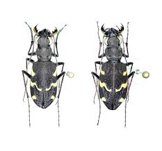 Attēlu rezultāti vaicājumam “Cicindela sylvatica”