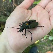 Attēlu rezultāti vaicājumam “Poecilochirus sp.”
