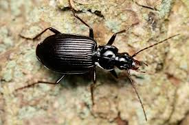 Attēlu rezultāti vaicājumam “Limodromus assimilis”