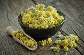 Attēlu rezultāti vaicājumam “Helichrysum arenarium flower”