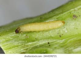 Attēlu rezultāti vaicājumam “Melanchra persicariae larva”