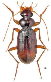 Attēlu rezultāti vaicājumam “Leistus ferrugineus”