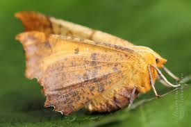 Attēlu rezultāti vaicājumam “Ennomos autumnaria”