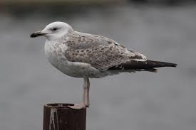 Image result for Larus cachinnans