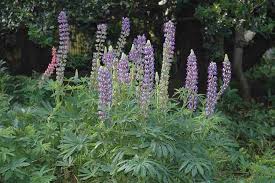 Image result for Lupinus polyphyllus Lindl.